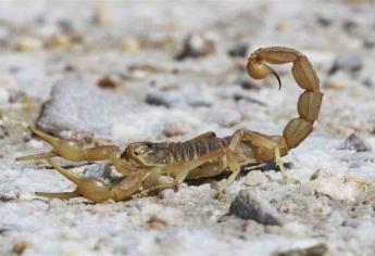 Aumentan picaduras de alacrán en el sur de Sinaloa