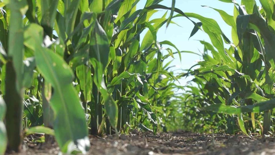 En malas condiciones 2.6 millones de hectáreas de maíz en EUA