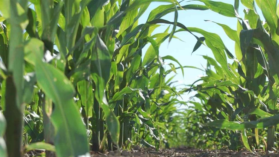 Precio del maíz se mantiene en $3 mil 961.4