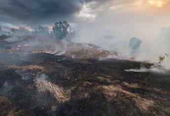 Efectos del cambio climático impactan los bosques a nivel global