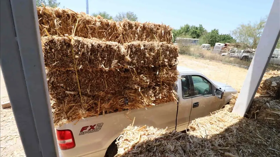 Subsidia Nubia Ramos 50 mil pacas a ganaderos de El Fuerte