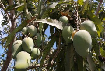 Esta deliciosa fruta que se da en Sinaloa es tan rica y saludable que no lo sabías