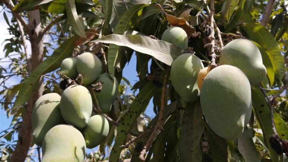 Esta deliciosa fruta que se da en Sinaloa es tan rica y saludable que no lo sabías Esta deliciosa fruta que se da en Sinaloa es tan rica y saludable que no lo sabías