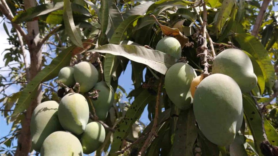 Entran en crisis las huertas de mango en el sur de Sinaloa por la falta de agua