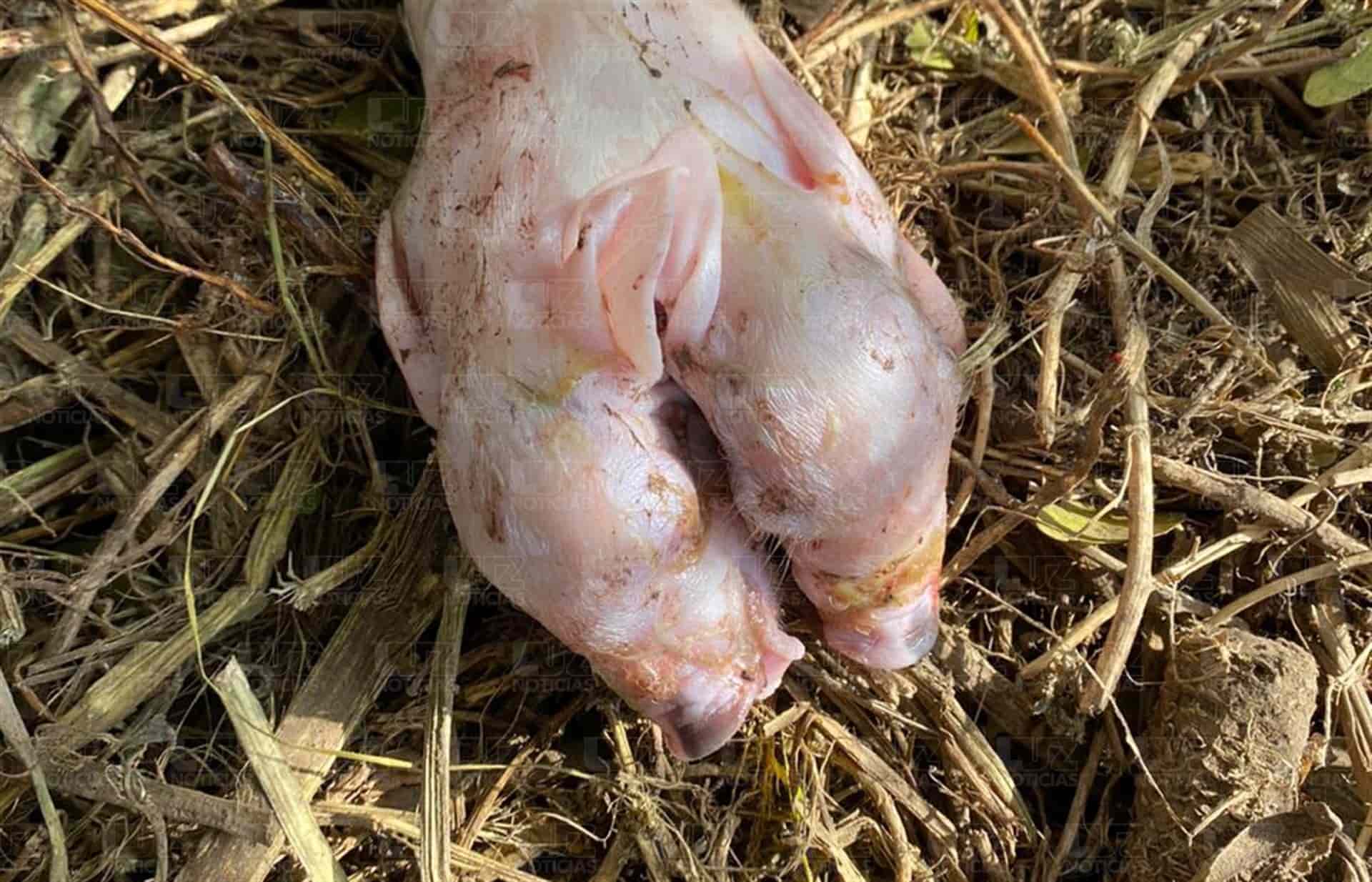 FOTO: Cortesía.