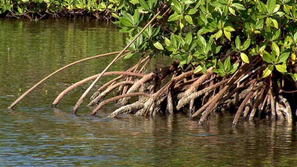 Urge protección de manglares en Sinaloa, advierte ambientalista