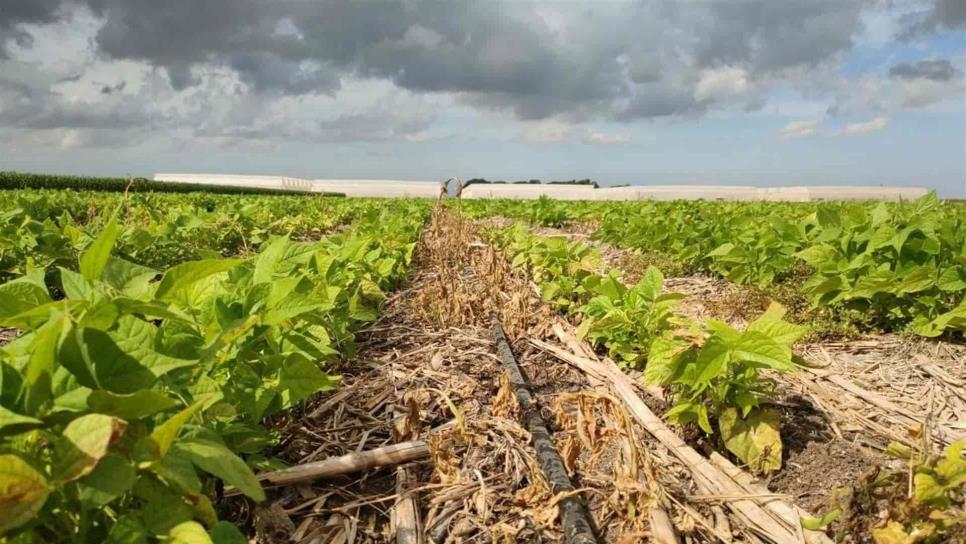 En riesgo soberanía alimentaria por falta de fertilizantes: CAADES
