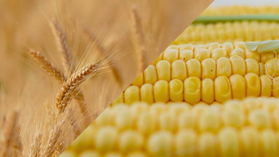 Se desploma precio de maíz y trigo en la Bolsa de Chicago
