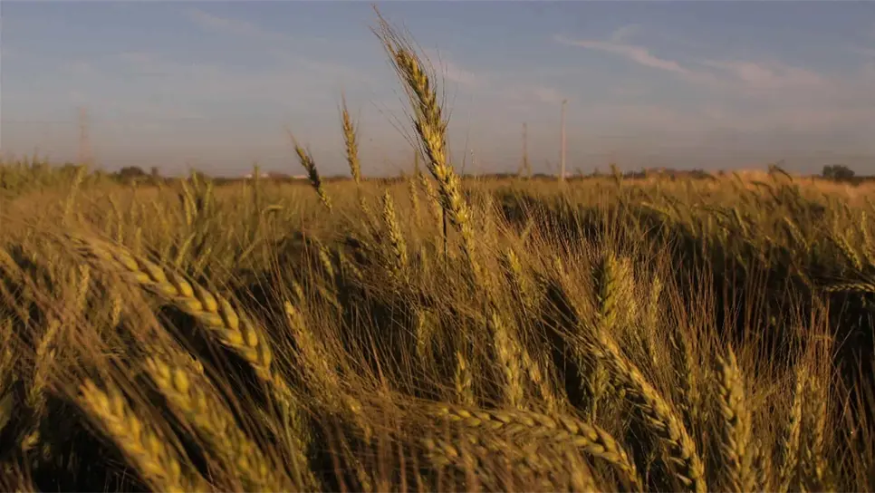 Sader no pagará este año adeudos del trigo del 2019