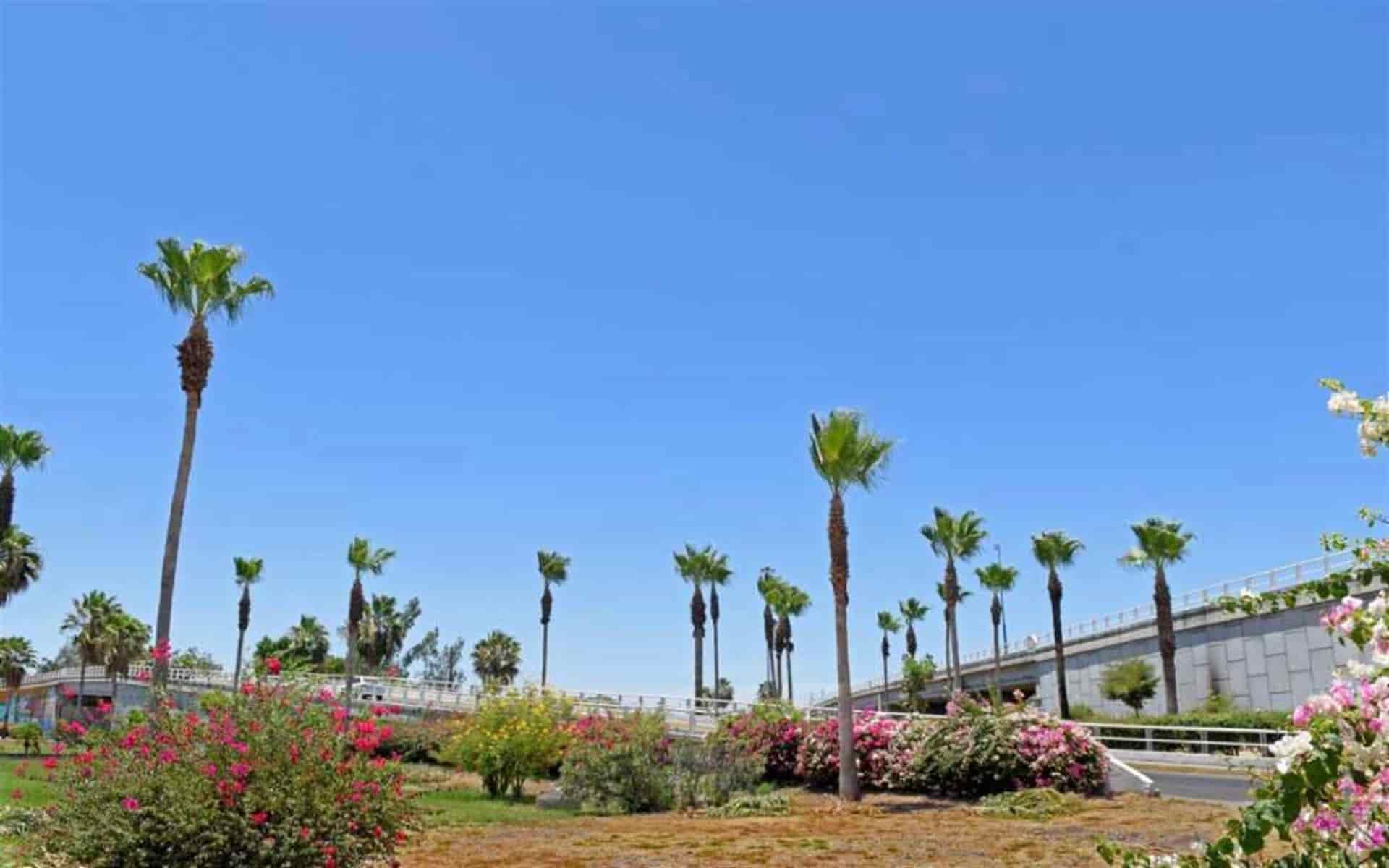 Dan mantenimiento a más de 3 mil 500 palmeras en Culiacán