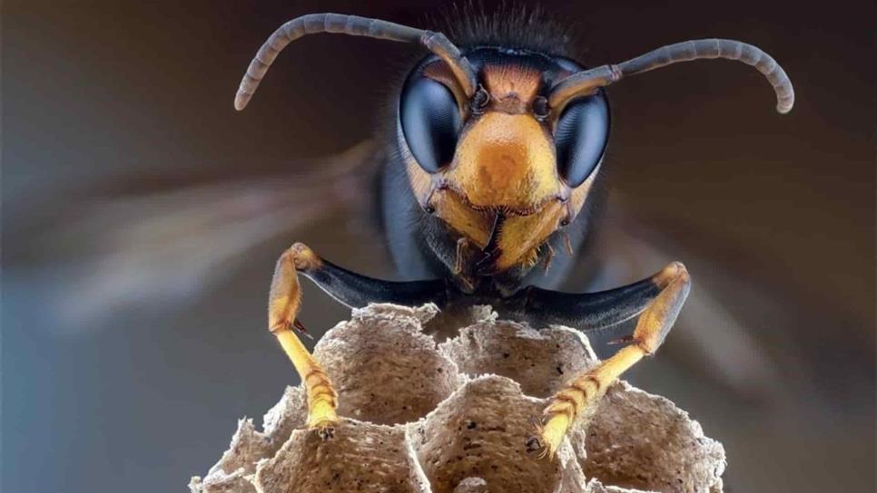 Investiga Cesavesin presencia de avispón gigante asiático en Sinaloa
