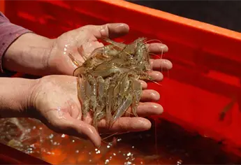 Se desploma pesca de camarón en Sinaloa