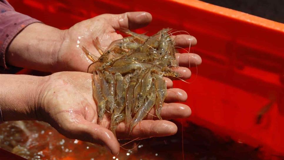 Arranca cosecha de camarón en incertidumbre por la pandemia
