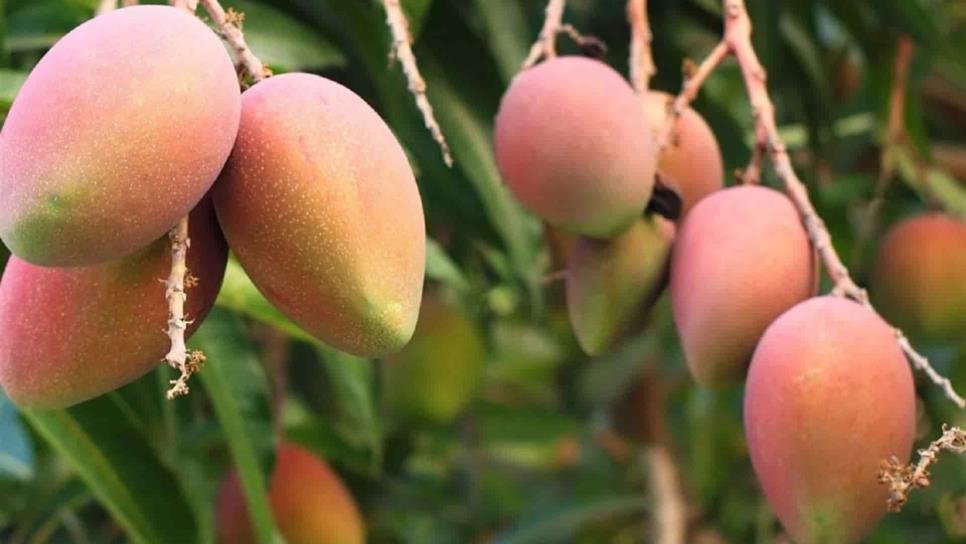 Cesavesin cancela permisos a empaques e industrias para mejorar precio del mango