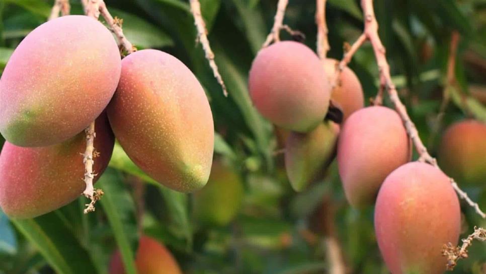 Producción de mango podría caer hasta un 50 % este año