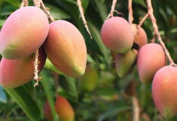 Prevén caída de un 50 % en producción de mango Kent en El Rosario