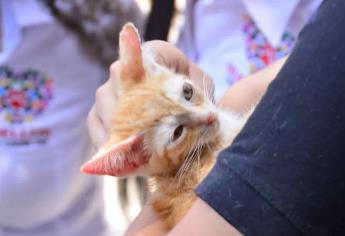 Reanudan esterilizaciones de mascotas en el Centro de Control y Bienestar Animal