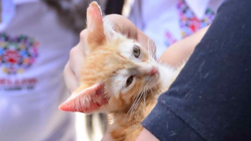 Reanudan esterilizaciones de mascotas en el Centro de Control y Bienestar Animal