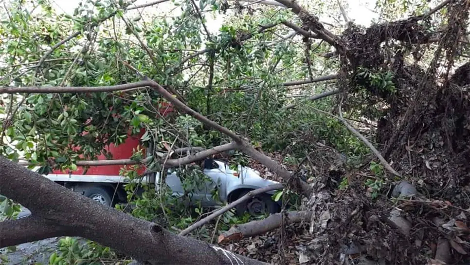 Cae árbol en Mazatlán, causa destrozos y cortes de luz