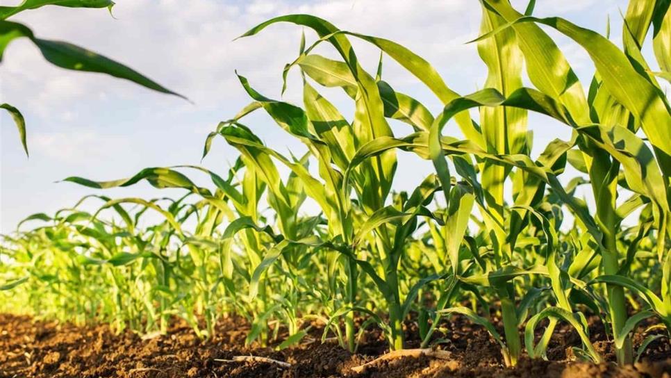 Inician siembras de maíz en EUA