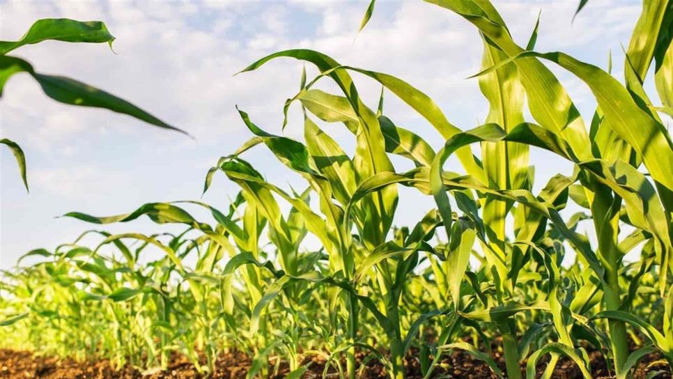 Se recupera el maíz, pero registra pérdidas semanales