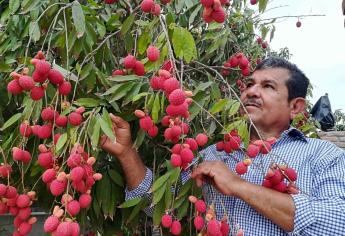Lichis, un manjar de reyes