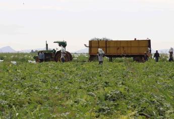 Se judicializa caso de abuso a jornaleros en Ahome; agrícola no les quiso pagar