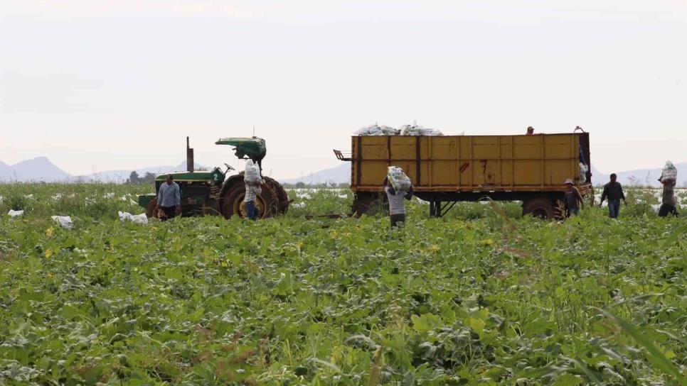 Visa de trabajo: proponen importar jornaleros de Centroamérica a México