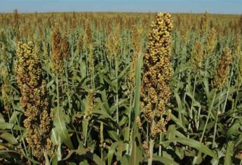 Cosecha de sorgo al 80 % en Sinaloa