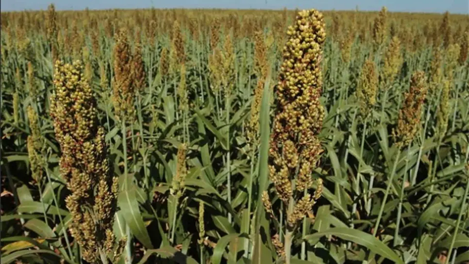 FOTO: Luz Noticias | Archivo.