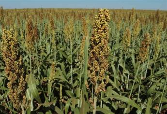 Se abre ventanilla para apoyo de semilla de sorgo