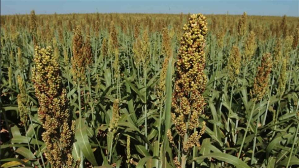 Cierra periodo de inscripción para semilla de sorgo