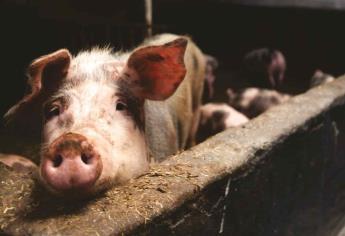 Descubren en China el virus G4-EA-H1N1; podría ser la nueva pandemia