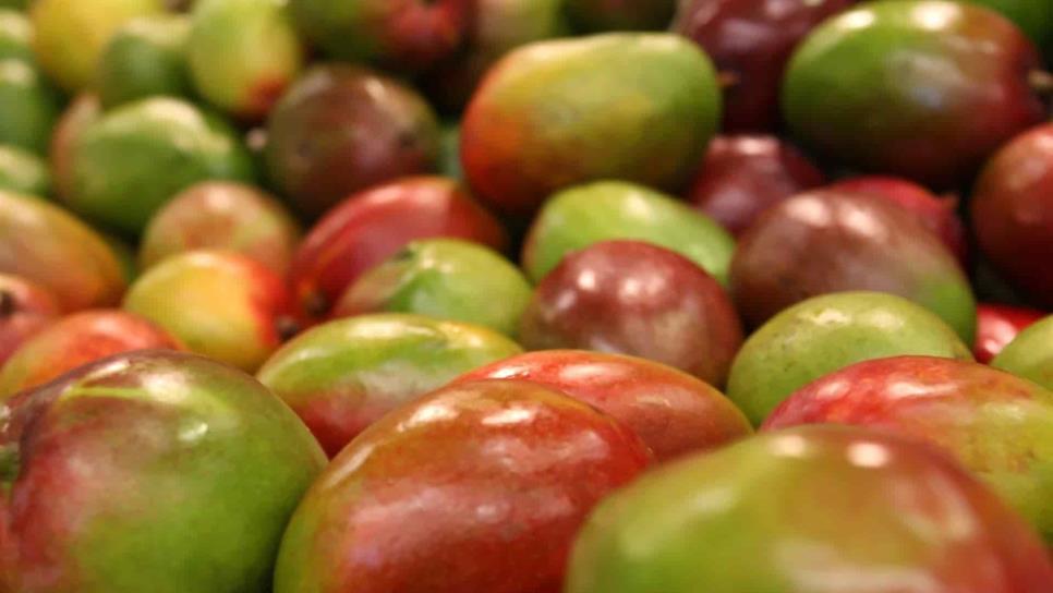 Fortalecen higiene en producción de mango