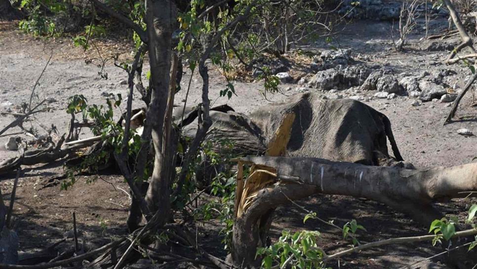 Investigan misteriosa muerte masiva de elefantes en Botswana