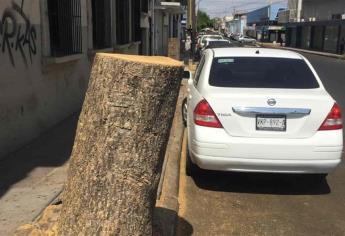 Particular tala árboles en el Centro de Culiacán sin permiso y será multado