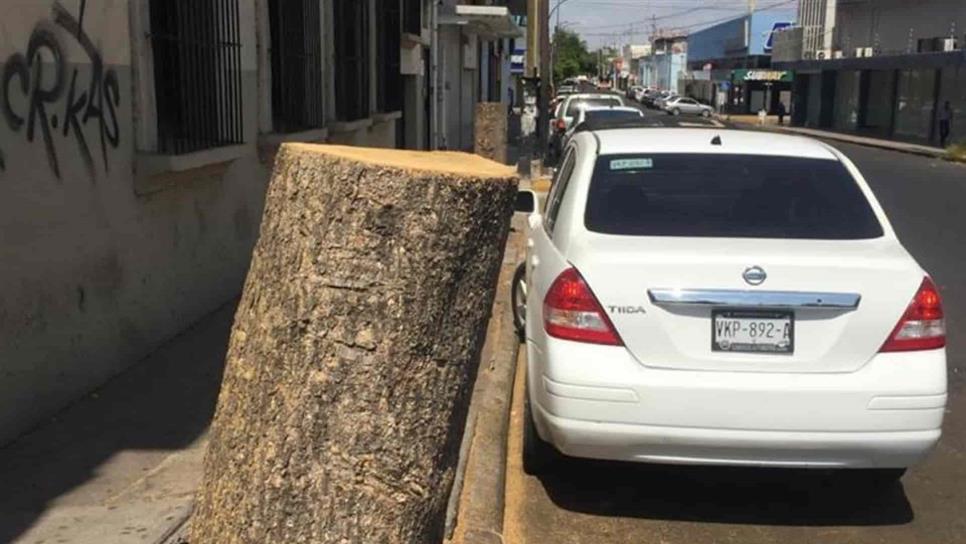 Particular tala árboles en el Centro de Culiacán sin permiso y será multado