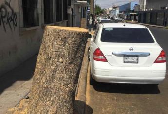 Ante presencia de abejas y chinacates en algunos árboles, piden que los talen