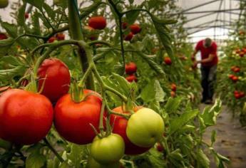 Termina temporada hortícola en Sinaloa