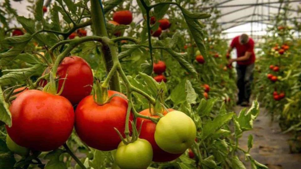 Termina temporada hortícola en Sinaloa Termina temporada hortícola en Sinaloa