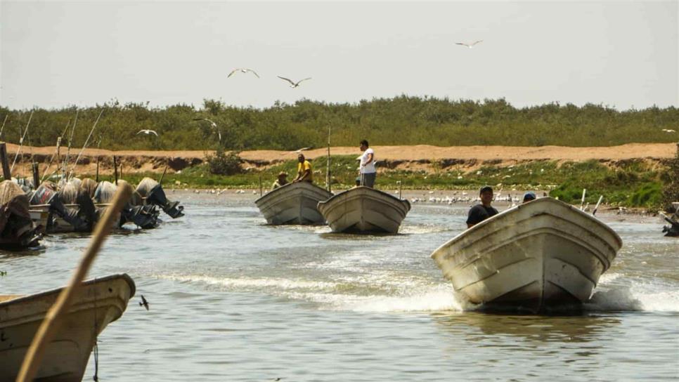 Por extorsión cancelarían concesiones a cooperativas pesqueras de Sinaloa