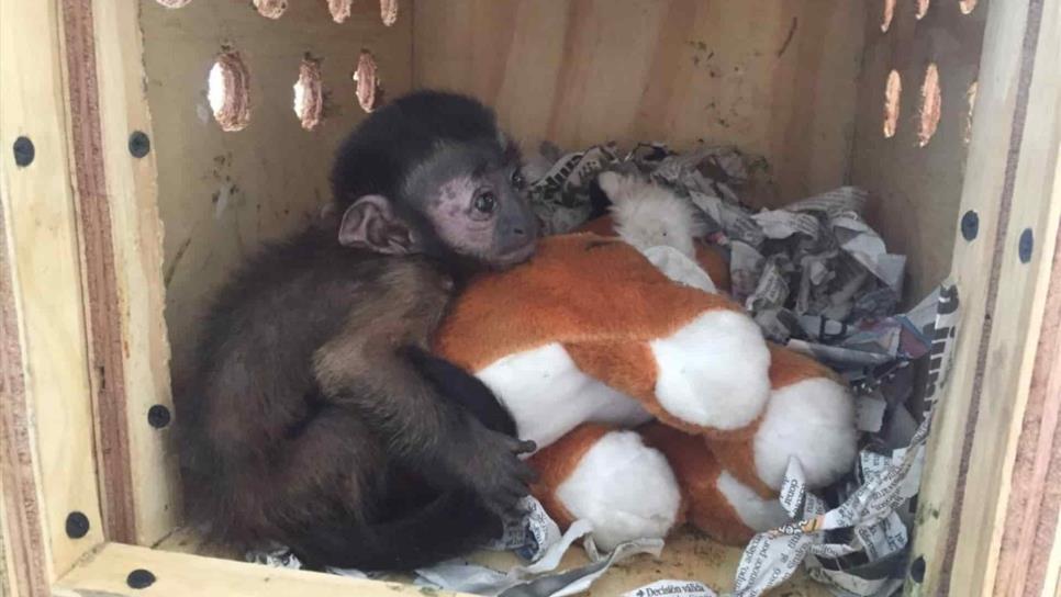 Guardia Nacional pondría en riesgo animales decomisados, advierten