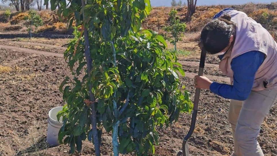 Proyectan sembrar aguacate en Sinaloa