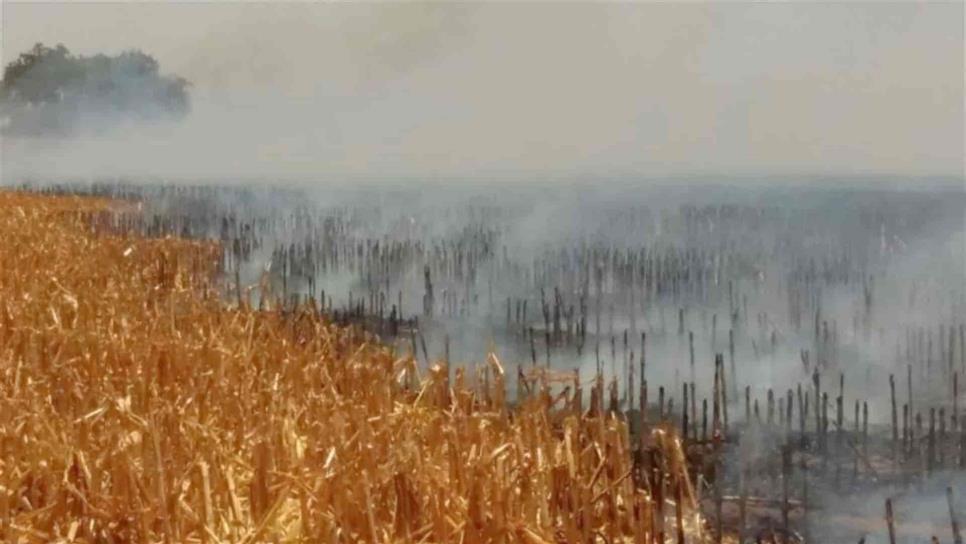 Sin interés los municipios de Sinaloa en evitar la quema de soca