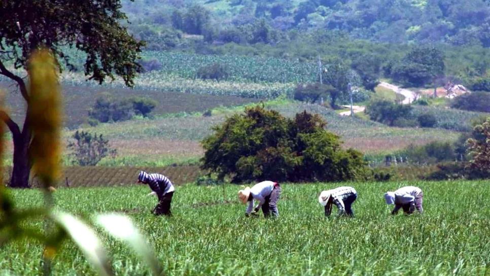 Efecto bumerán golpea al sector agroalimentario en México