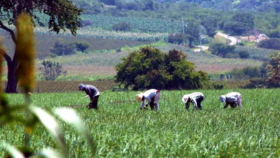 México se mantiene como líder exportador agroalimentario