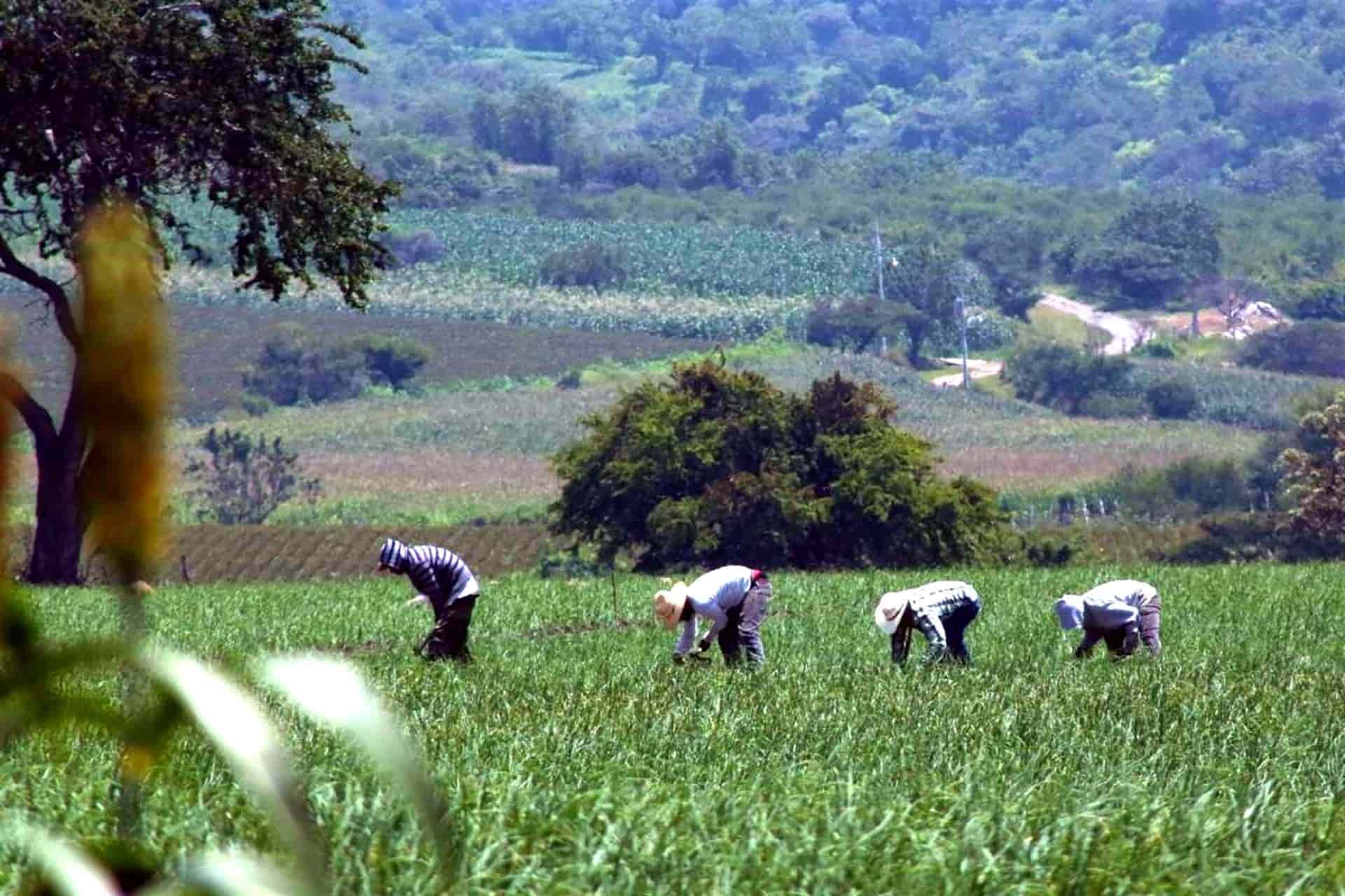 México se mantiene como líder exportador agroalimentario