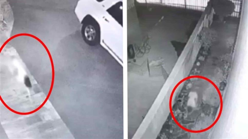 Revive la leyenda urbana de La niña perro Revive la leyenda urbana de La niña perro