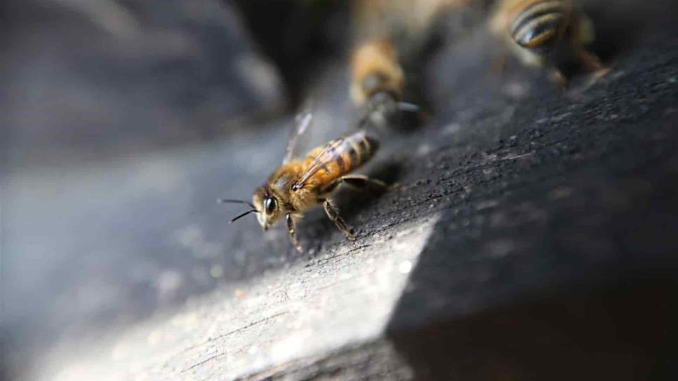 Hasta 100 reportes semanales por abejas recibe el 911