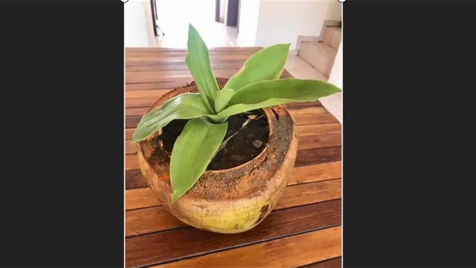 Ante la crisis económica, venden plantas en maceta de coco